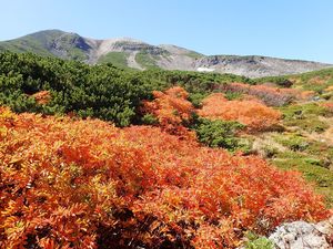 8-1 ナナカマド1.jpg